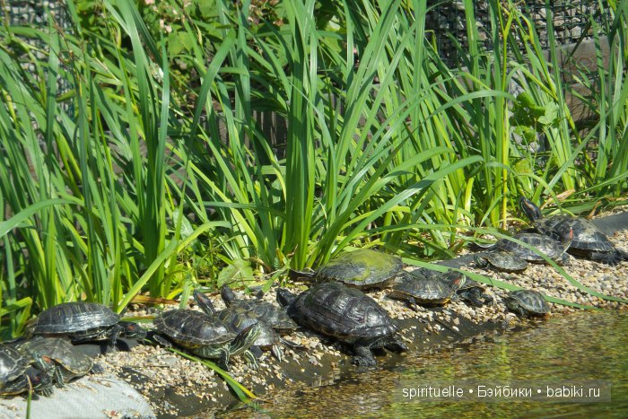 Прокати меня большая черепаха...или почему я хожу гулять только с игровыми куклами (фото 3)