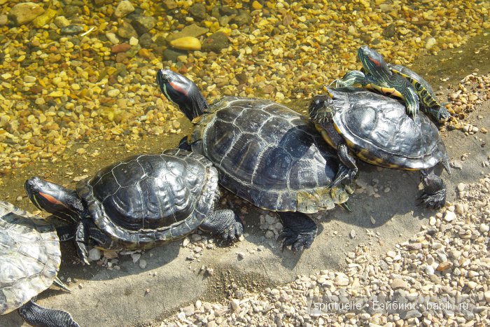 Прокати меня большая черепаха...или почему я хожу гулять только с игровыми куклами