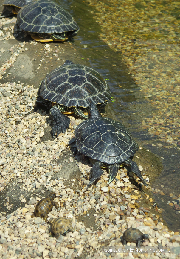 Прокати меня большая черепаха...или почему я хожу гулять только с игровыми куклами