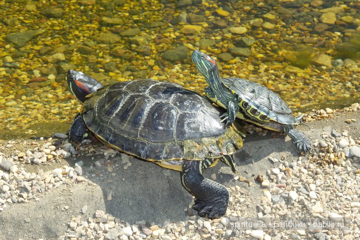 Прокати меня большая черепаха...или почему я хожу гулять только с игровыми куклами (фото 9)