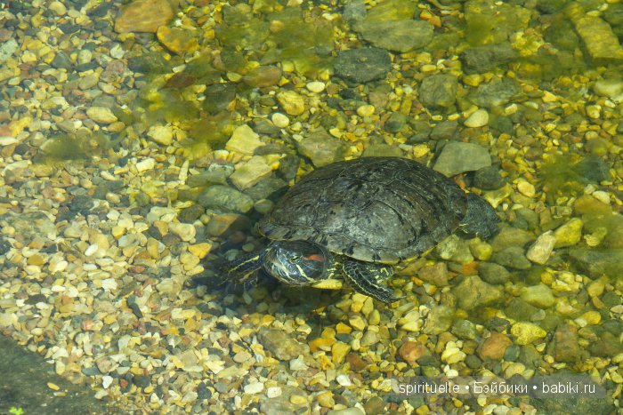 Прокати меня большая черепаха...или почему я хожу гулять только с игровыми куклами