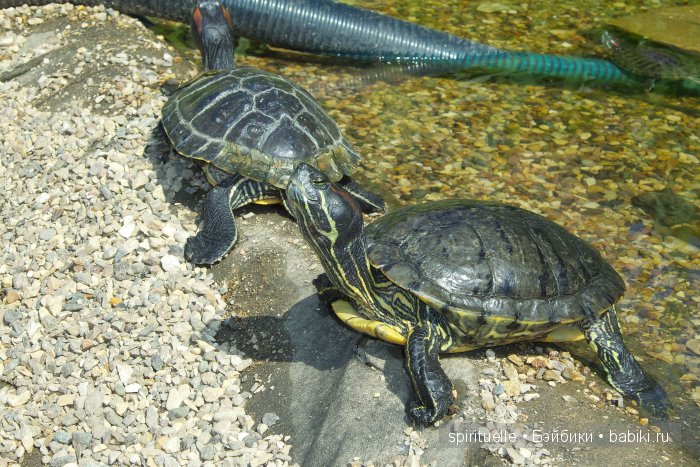 Прокати меня большая черепаха...или почему я хожу гулять только с игровыми куклами