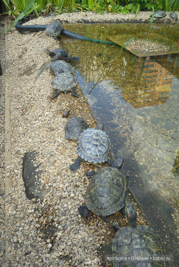 Прокати меня большая черепаха...или почему я хожу гулять только с игровыми куклами
