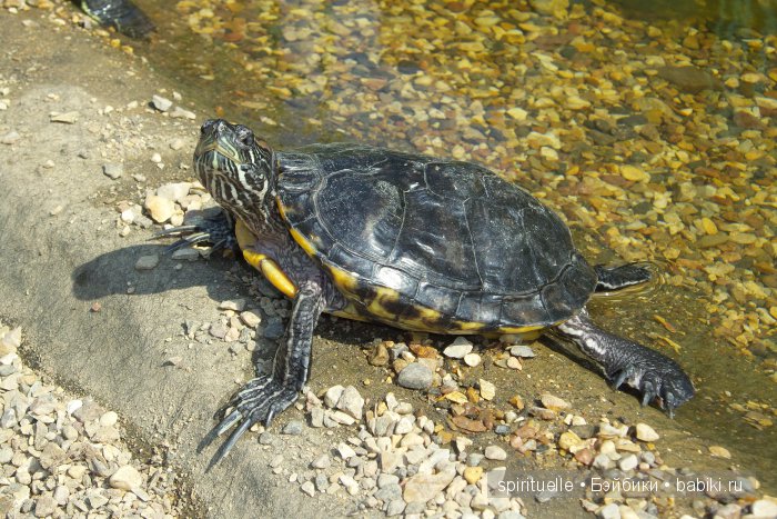 Прокати меня большая черепаха...или почему я хожу гулять только с игровыми куклами