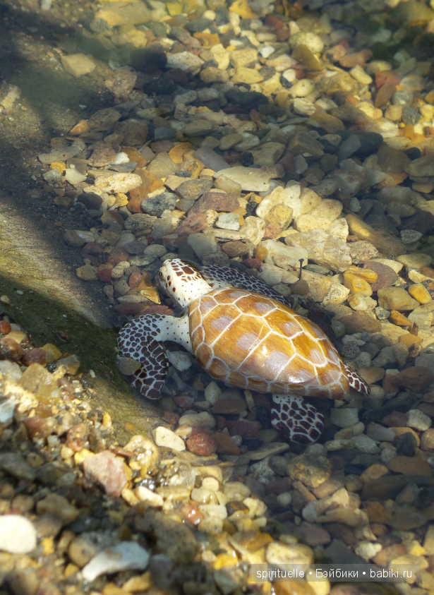 Прокати меня большая черепаха...или почему я хожу гулять только с игровыми куклами
