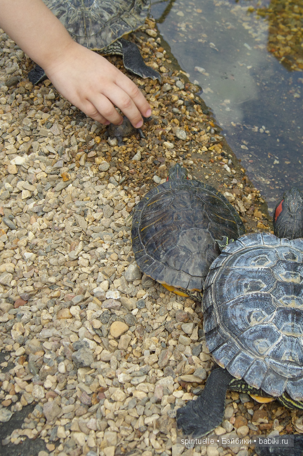 Прокати меня большая черепаха...или почему я хожу гулять только с игровыми куклами