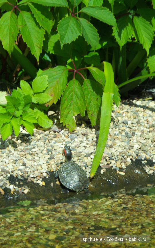 Прокати меня большая черепаха...или почему я хожу гулять только с игровыми куклами