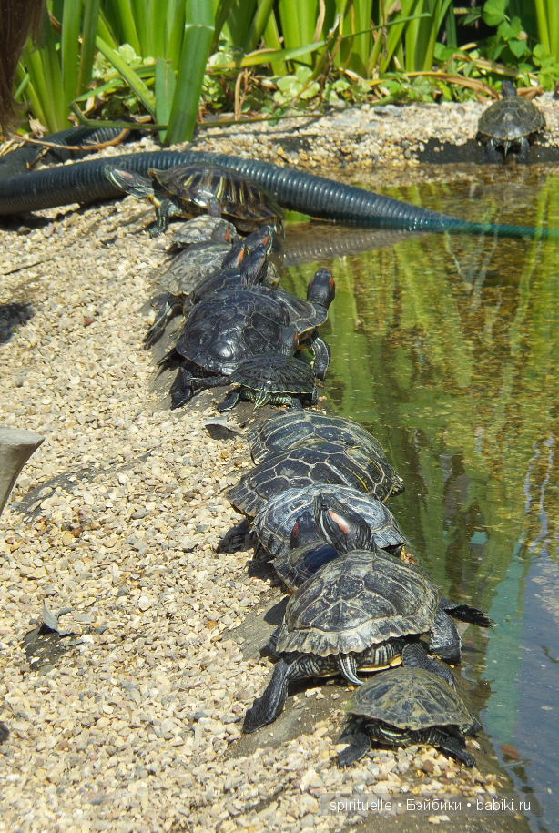 Прокати меня большая черепаха...или почему я хожу гулять только с игровыми куклами (фото 10)