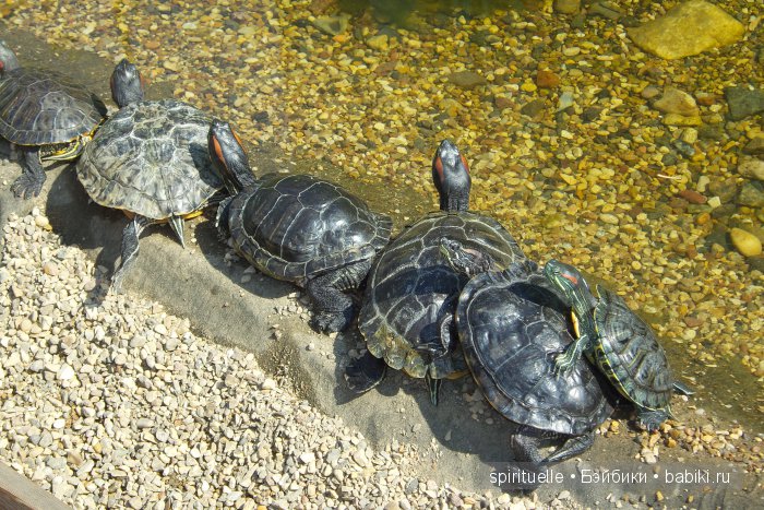Прокати меня большая черепаха...или почему я хожу гулять только с игровыми куклами