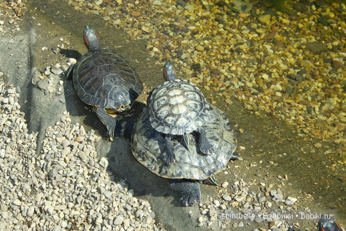 Прокати меня большая черепаха...или почему я хожу гулять только с игровыми куклами (фото 6)