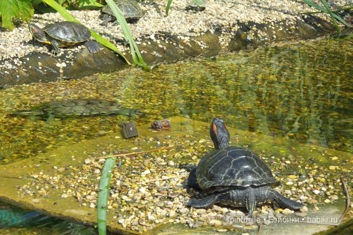 Прокати меня большая черепаха...или почему я хожу гулять только с игровыми куклами