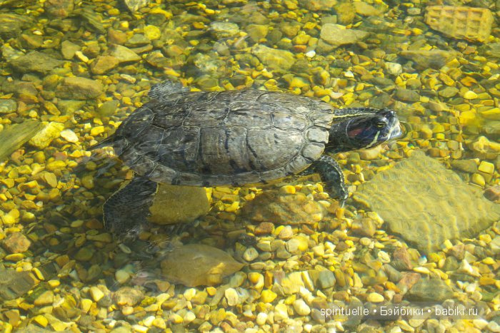Прокати меня большая черепаха...или почему я хожу гулять только с игровыми куклами