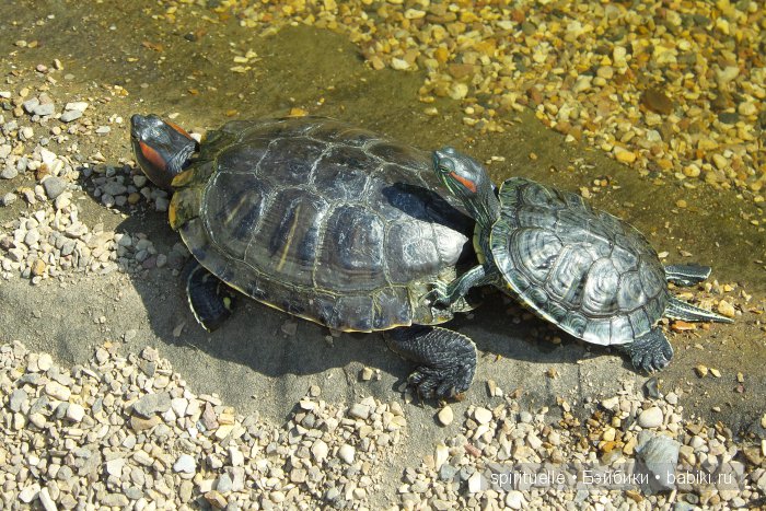 Прокати меня большая черепаха...или почему я хожу гулять только с игровыми куклами (фото 5)