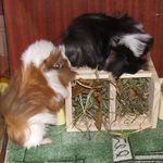 Мои любимые свинтусы Арлекин, Домино, Кёрли и Кума.