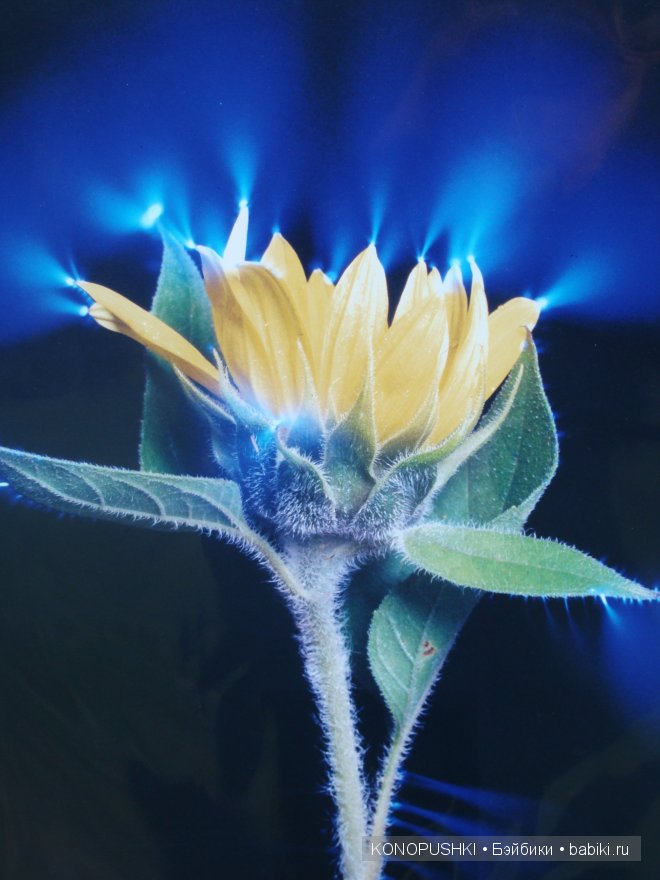 Есть ли аура у кукол — Болталка и разговоры обо всем: жизнь (фото 6)