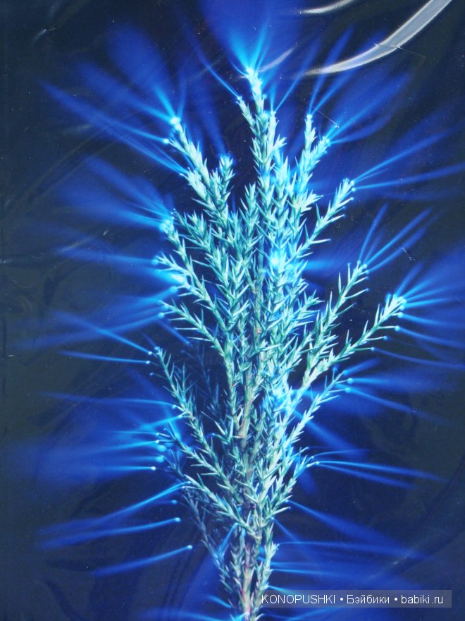 Есть ли аура у кукол — Болталка и разговоры обо всем: жизнь