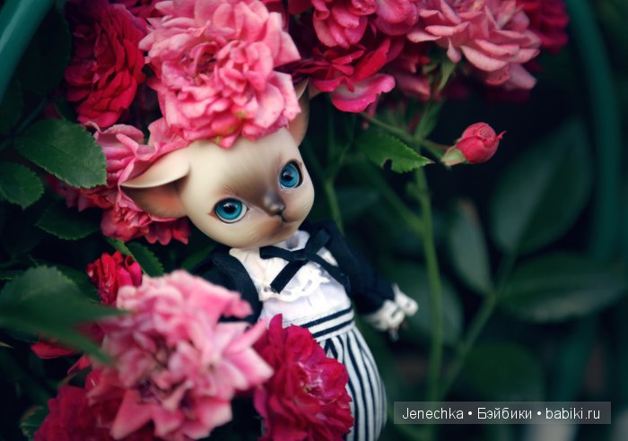 В добрые руки (фотоистория)