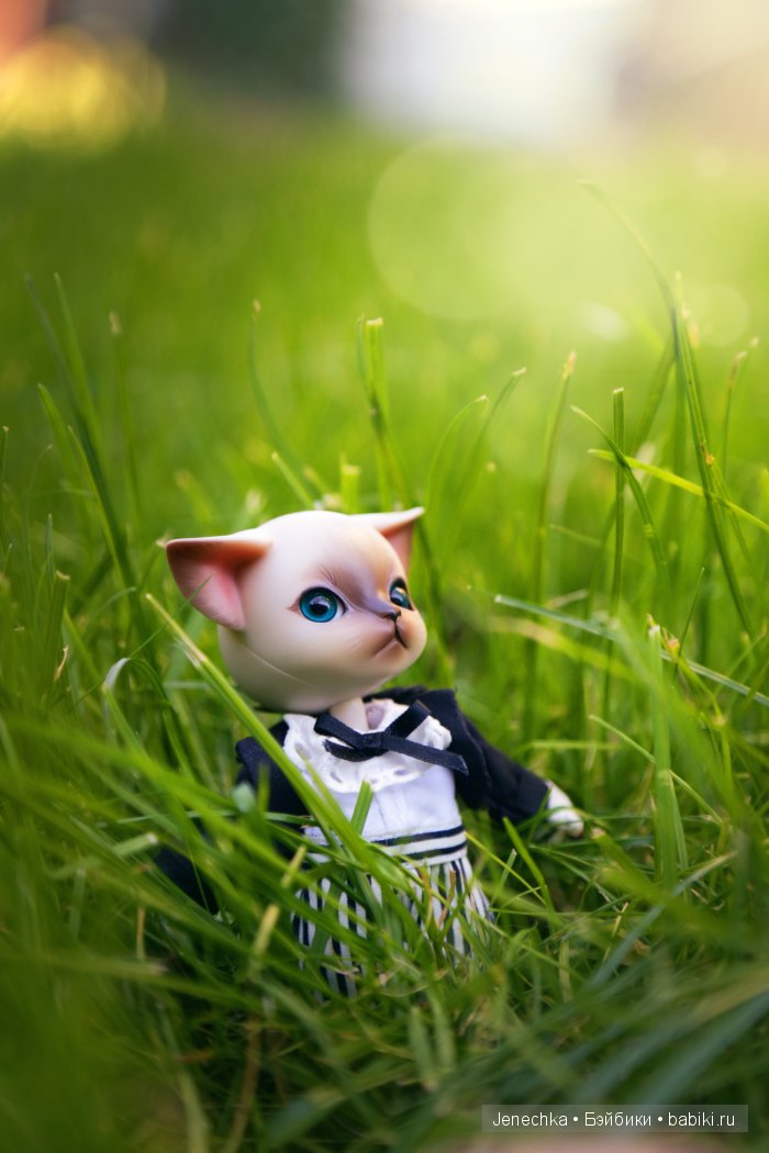 В добрые руки (фотоистория)