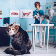 С Днём котиков