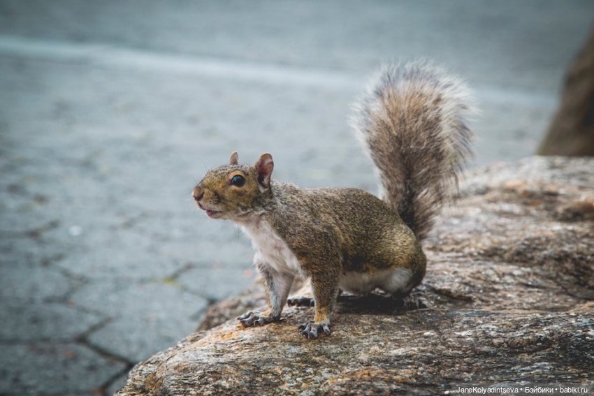 Welcome to New York — Туризм и путешествия: фотоотчеты из поездок (фото 10)