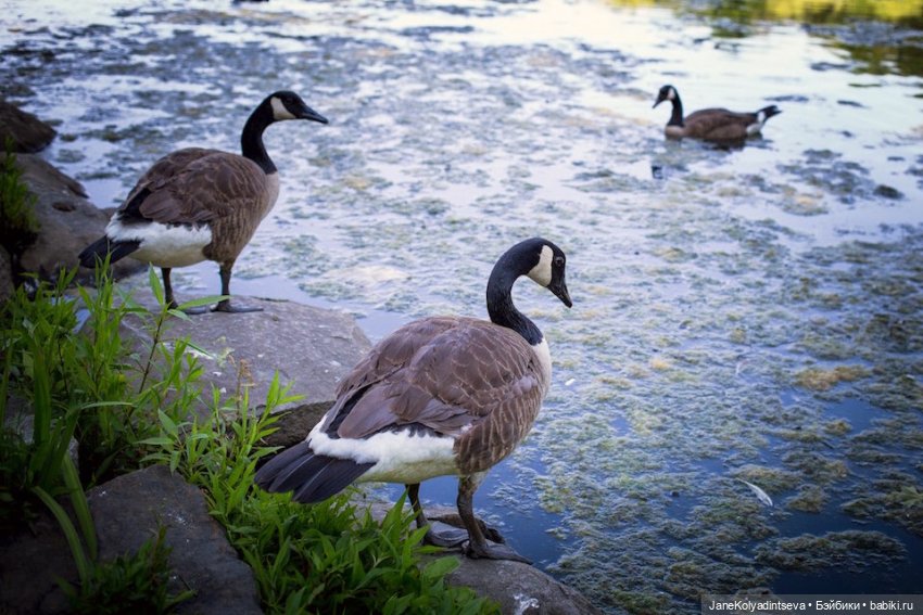 Welcome to New York — Туризм и путешествия: фотоотчеты из поездок (фото 9)