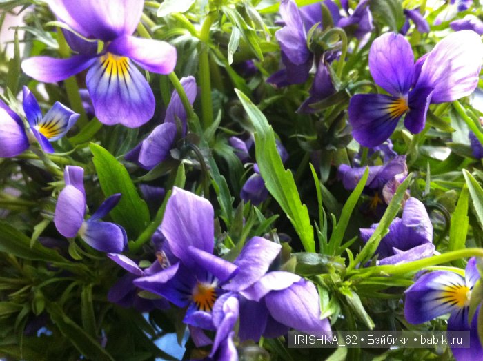 Девочки с фиалками. Paola Reina: Клеопатра и Кэрол | Бэйбики Девочки с фиалками. Paola Reina: Клеопатра и Кэрол (фото 4)