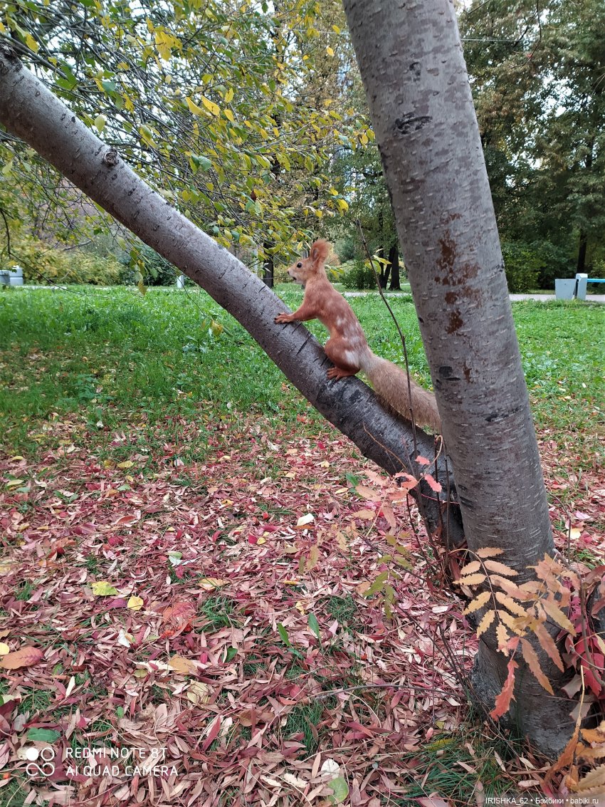 Красивая осень в Новосибирске. Часть 2. Белки