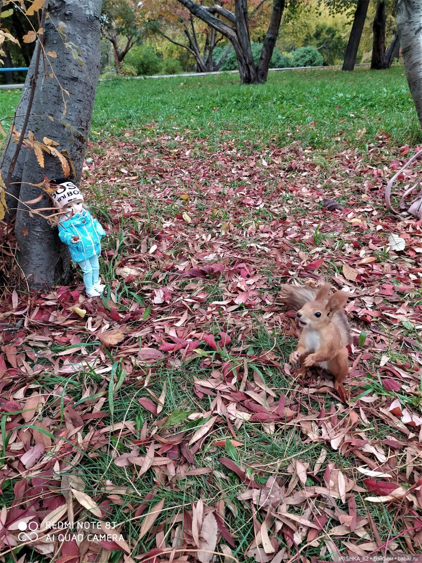 Красивая осень в Новосибирске. Часть 2. Белки (фото 3)