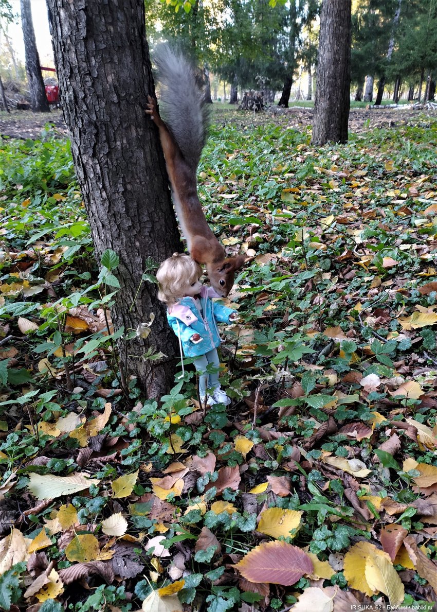 Красивая осень в Новосибирске. Часть 2. Белки (фото 10)