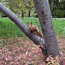 Красивая осень в Новосибирске. Часть 2. Белки