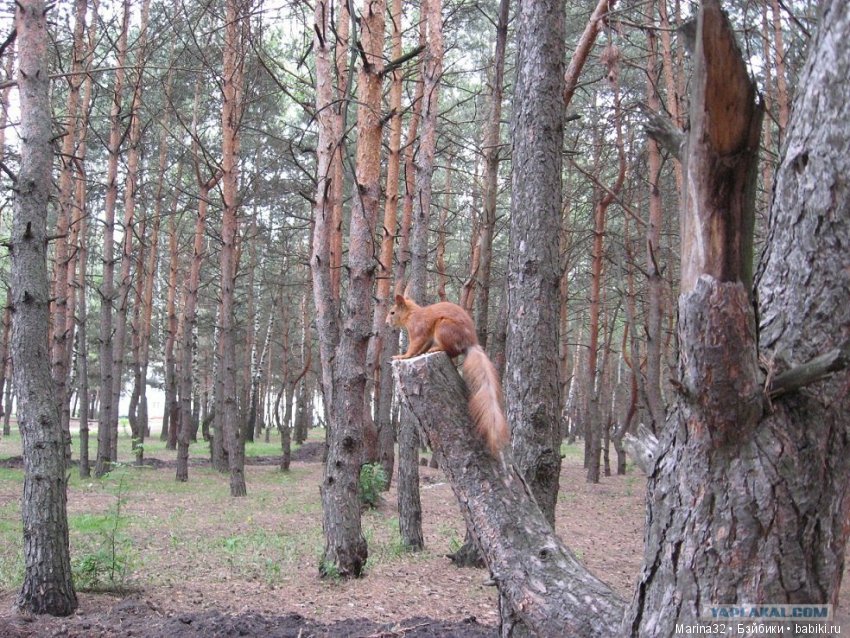 Сибирская хаски Лойт — Домашние фото авторских игрушек: Тедди (фото 2)