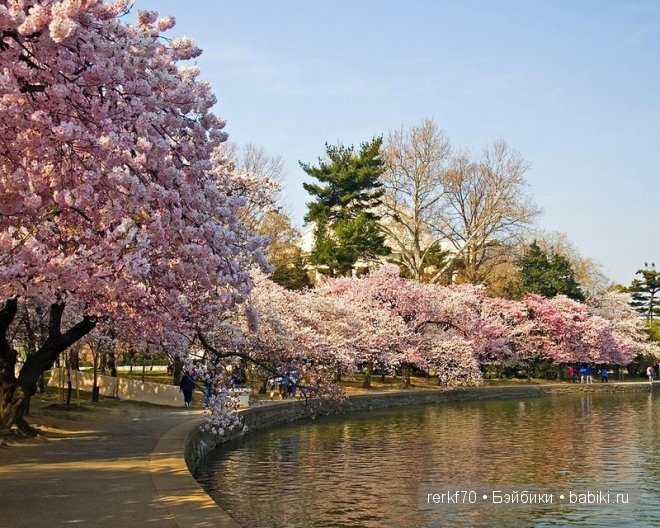 Мадам Баттерфляй от Лены Лиу