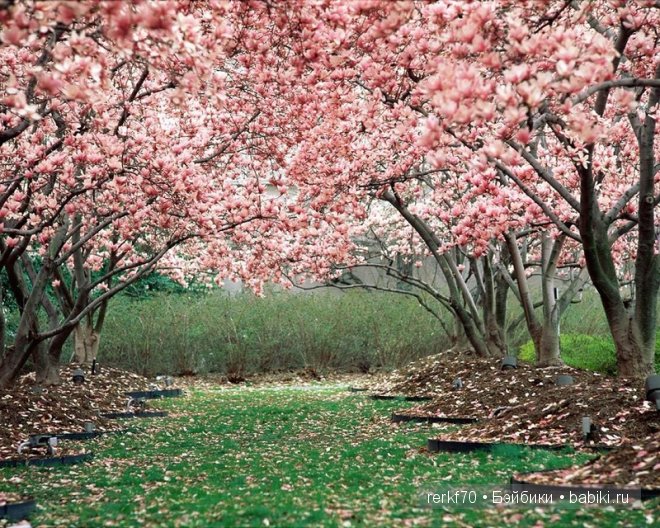 Мадам Баттерфляй от Лены Лиу (фото 2)