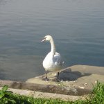 Чуть прохлады. Май цветущий. Ботанический сад в Минске