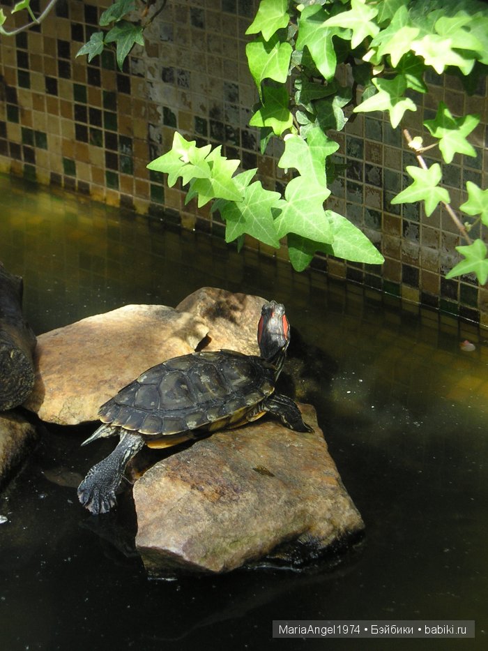 Чуть прохлады. Май цветущий. Ботанический сад в Минске