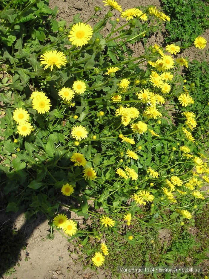 Чуть прохлады. Май цветущий. Ботанический сад в Минске