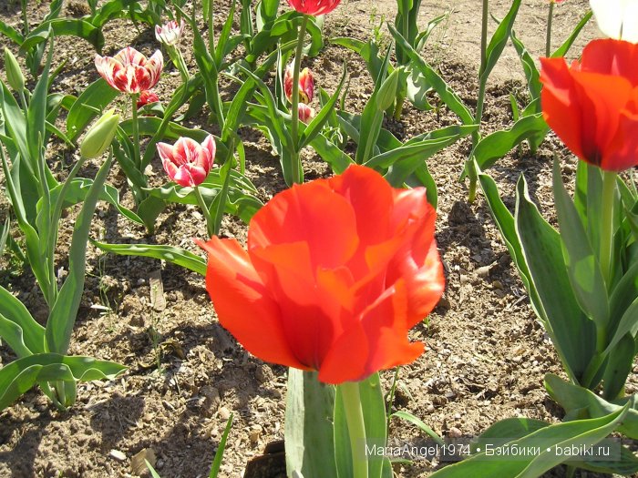 Чуть прохлады. Май цветущий. Ботанический сад в Минске (фото 4)