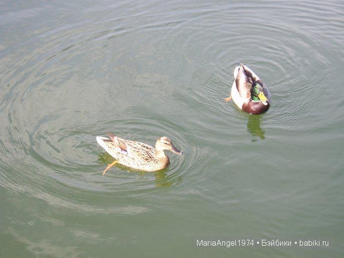 Чуть прохлады. Май цветущий. Ботанический сад в Минске