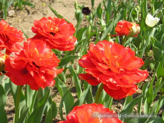 Чуть прохлады. Май цветущий. Ботанический сад в Минске (фото 5)
