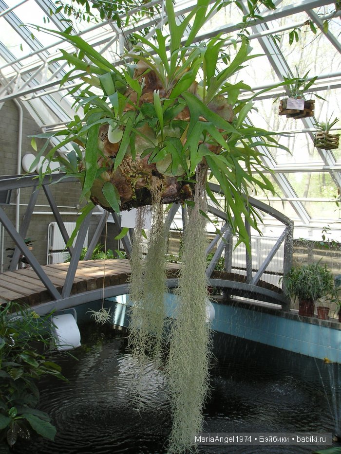 Чуть прохлады. Май цветущий. Ботанический сад в Минске