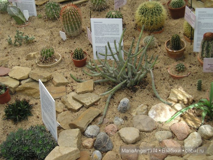 Чуть прохлады. Май цветущий. Ботанический сад в Минске