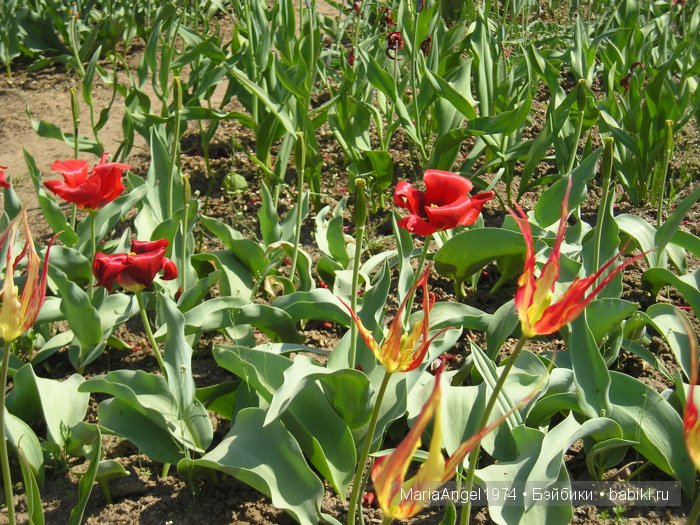 Чуть прохлады. Май цветущий. Ботанический сад в Минске (фото 3)