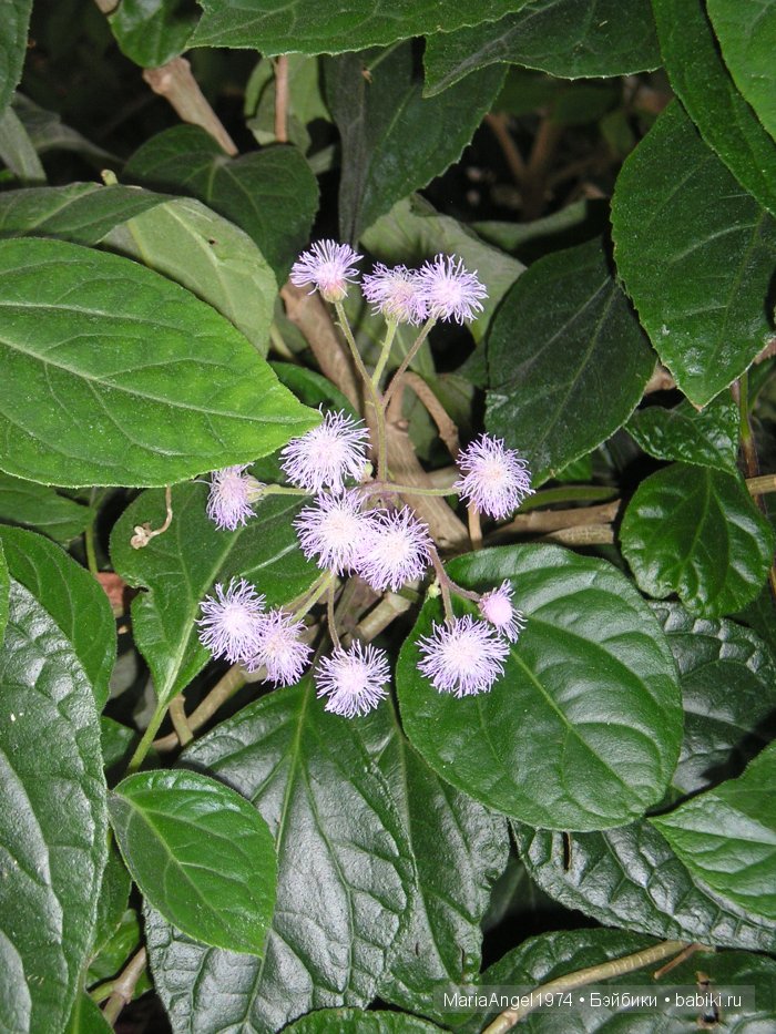 Чуть прохлады. Май цветущий. Ботанический сад в Минске