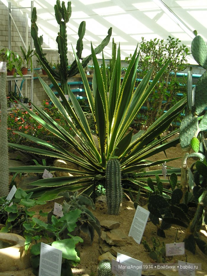 Чуть прохлады. Май цветущий. Ботанический сад в Минске