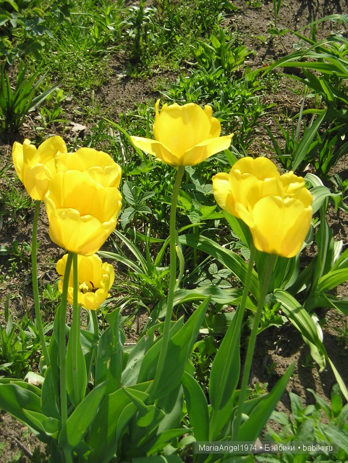 Чуть прохлады. Май цветущий. Ботанический сад в Минске (фото 2)