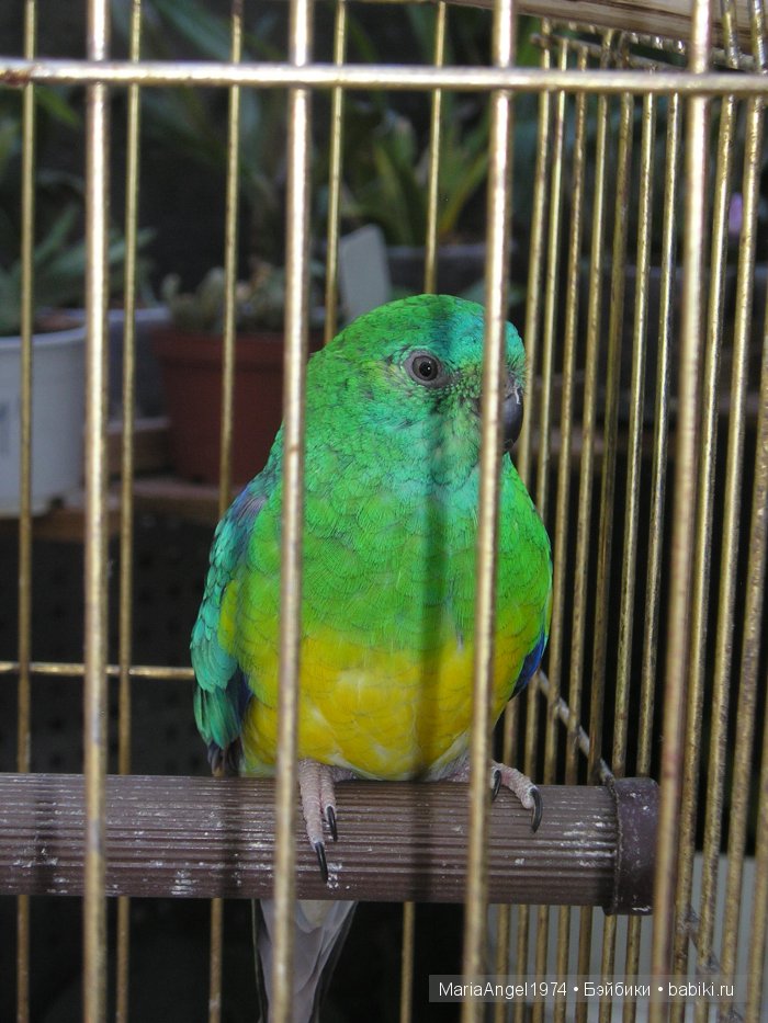 Чуть прохлады. Май цветущий. Ботанический сад в Минске