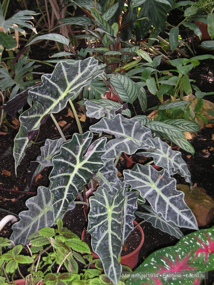 Чуть прохлады. Май цветущий. Ботанический сад в Минске