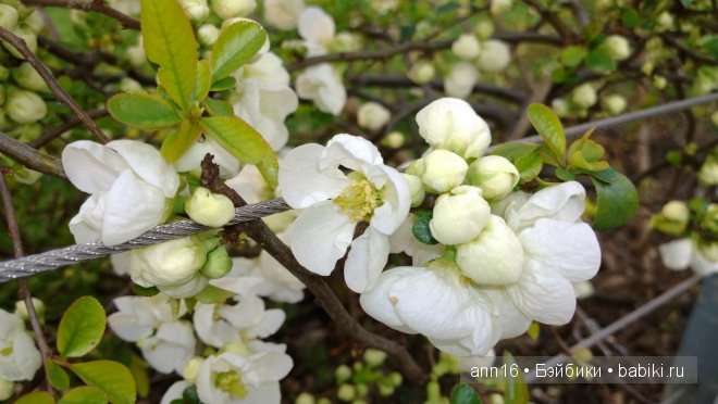 Моя принцесса !!! Антикварная кукла от Simon & Halbig