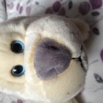 Мои новые питомцы