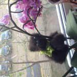 Как бы Тедди